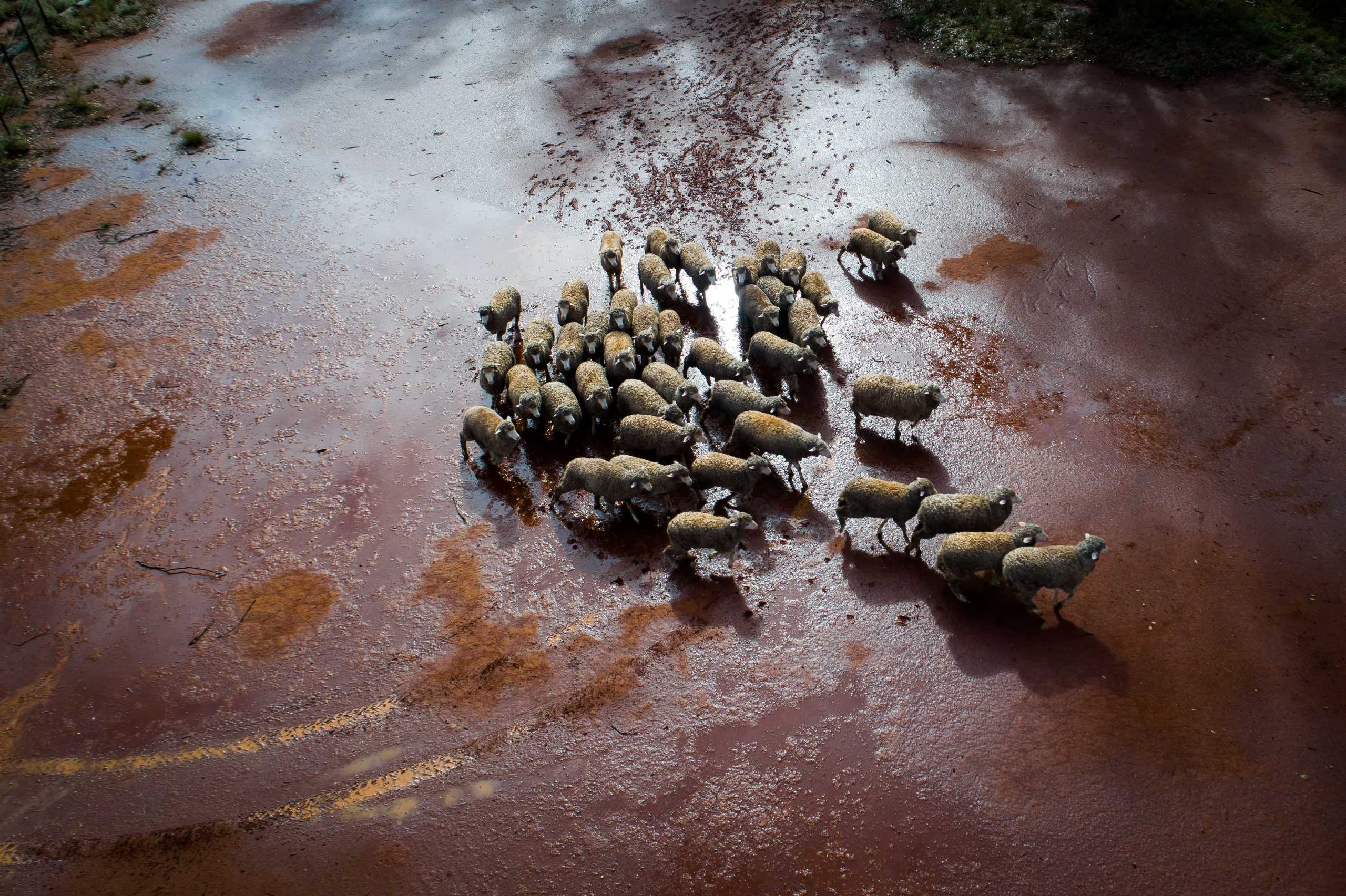 Aerial view of outback NSW station with cattle and scattered trees across red earth.