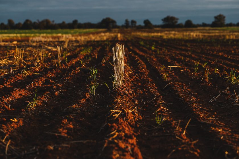 Red earth rows stretch across Central West NSW outback landscape near Callubri Station.