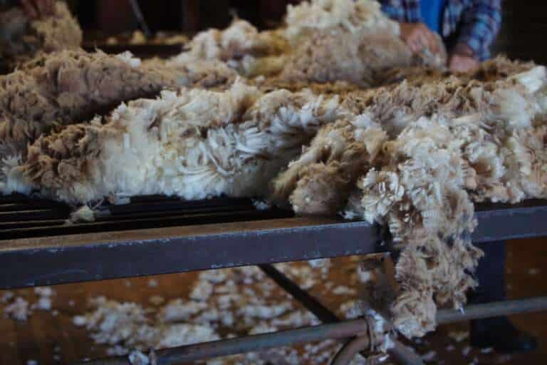 Wool on the sorting table at a Merino sheep station