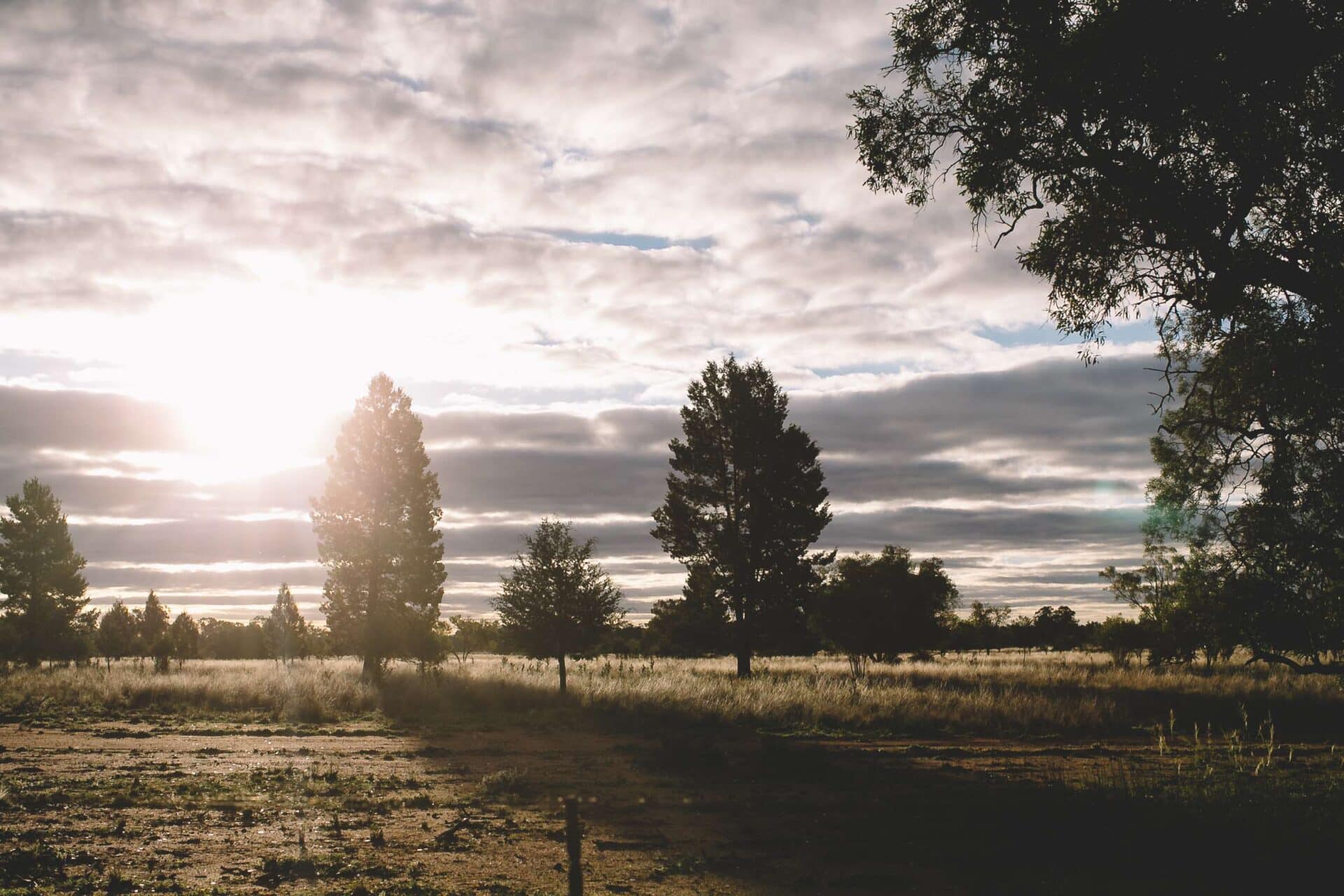 Native trees and grassland at sunset across Callubri Station's outback NSW landscape.
