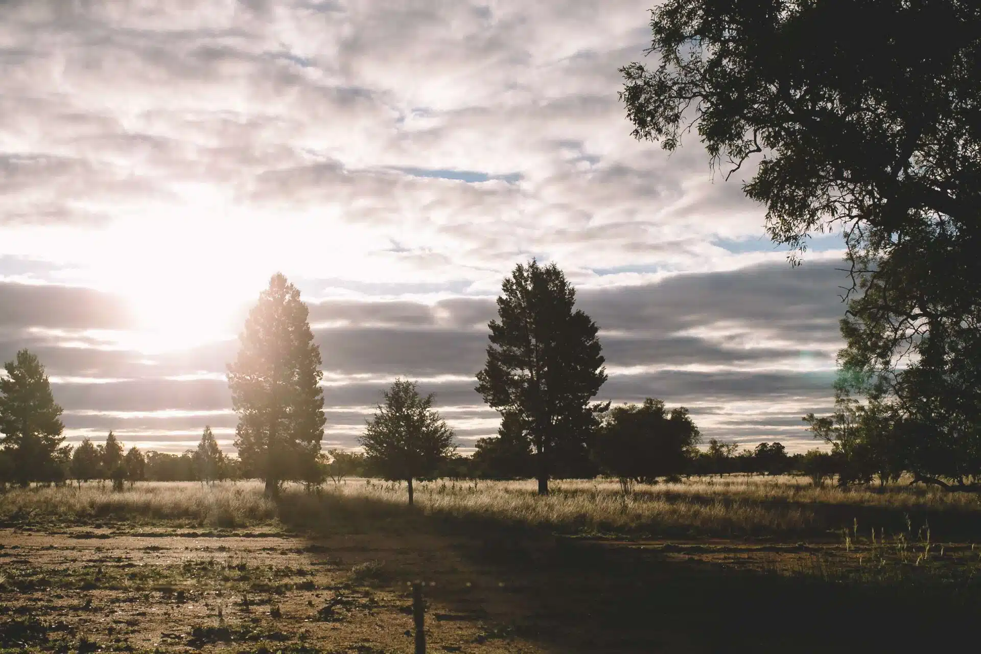 Native trees and grassland at sunset across Callubri Station's outback NSW landscape.
