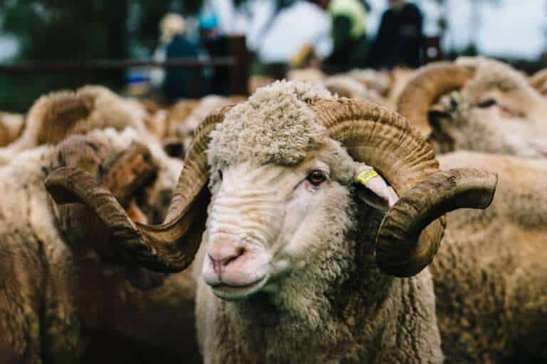 Merino sheep station