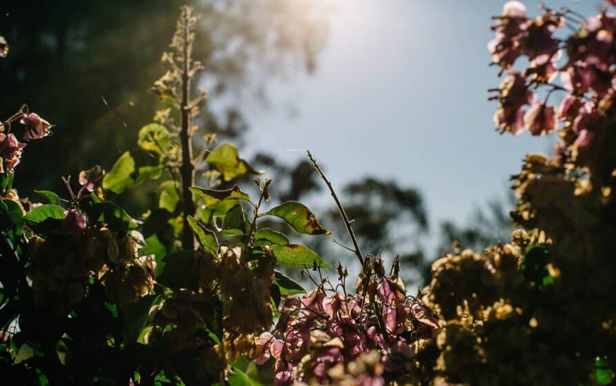 Native wildflowers and native vegetation across Callubri Station's outback NSW landscape.