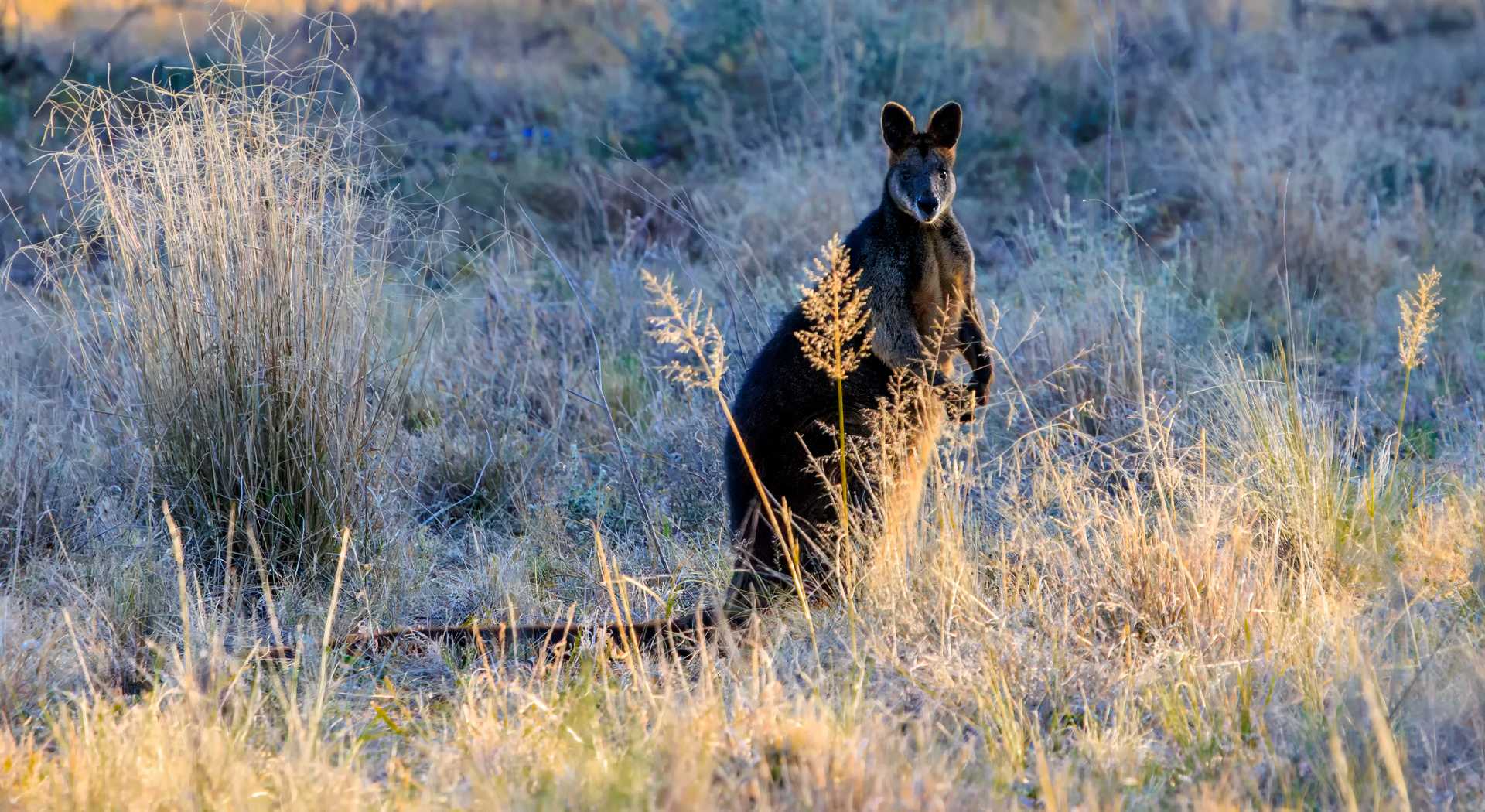 Wallaby in the grass