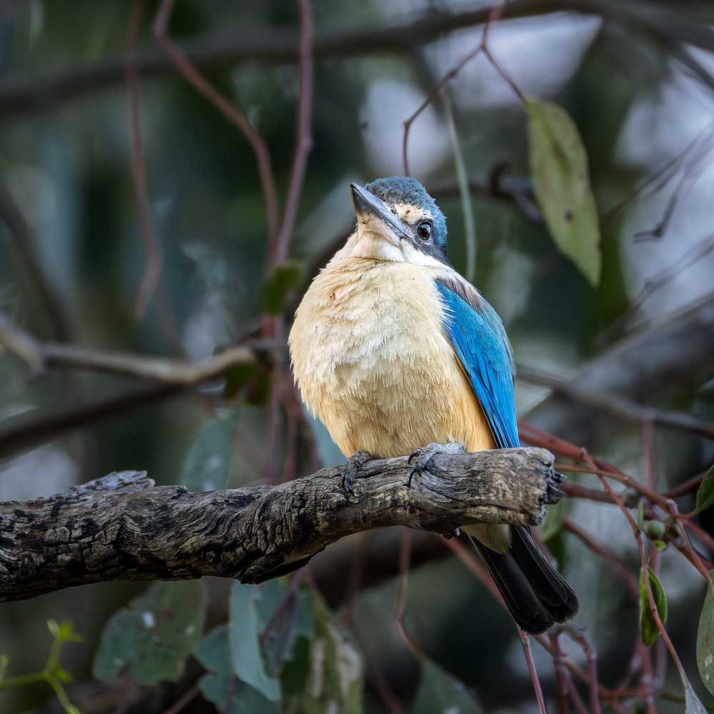 Colourful bird perched on branch.