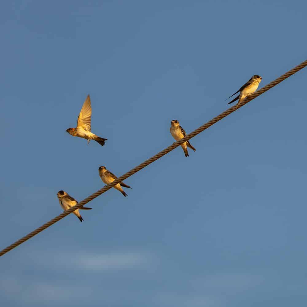 Birds on a wire
