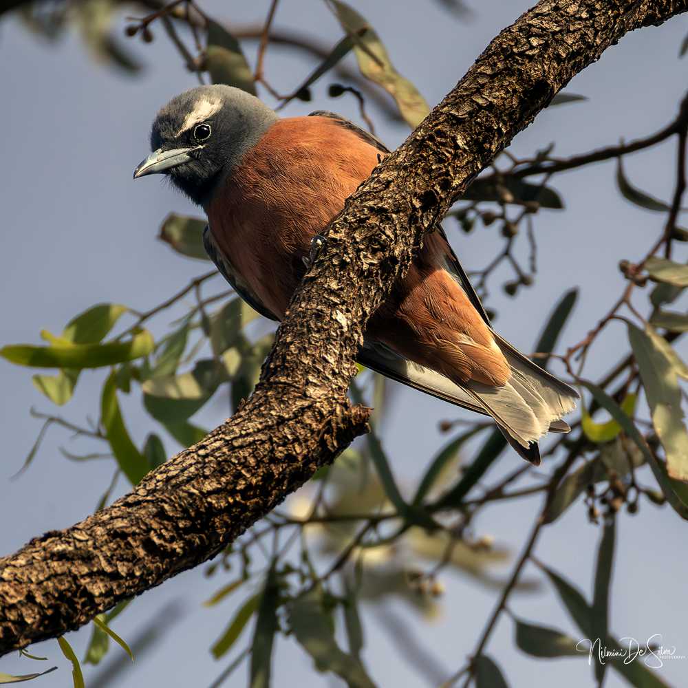 Bird perched on a tree branch.